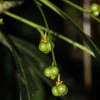Agrostistachys borneensis Becc.